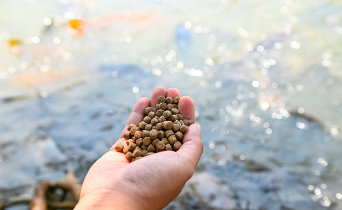 মাছের ফিড তৈরির পদ্ধতি