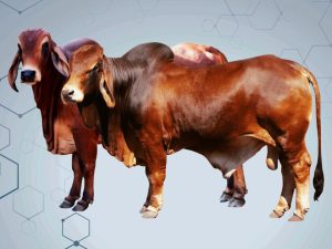 কম খরচে গরু মোটাতাজাকরণ.jpeg