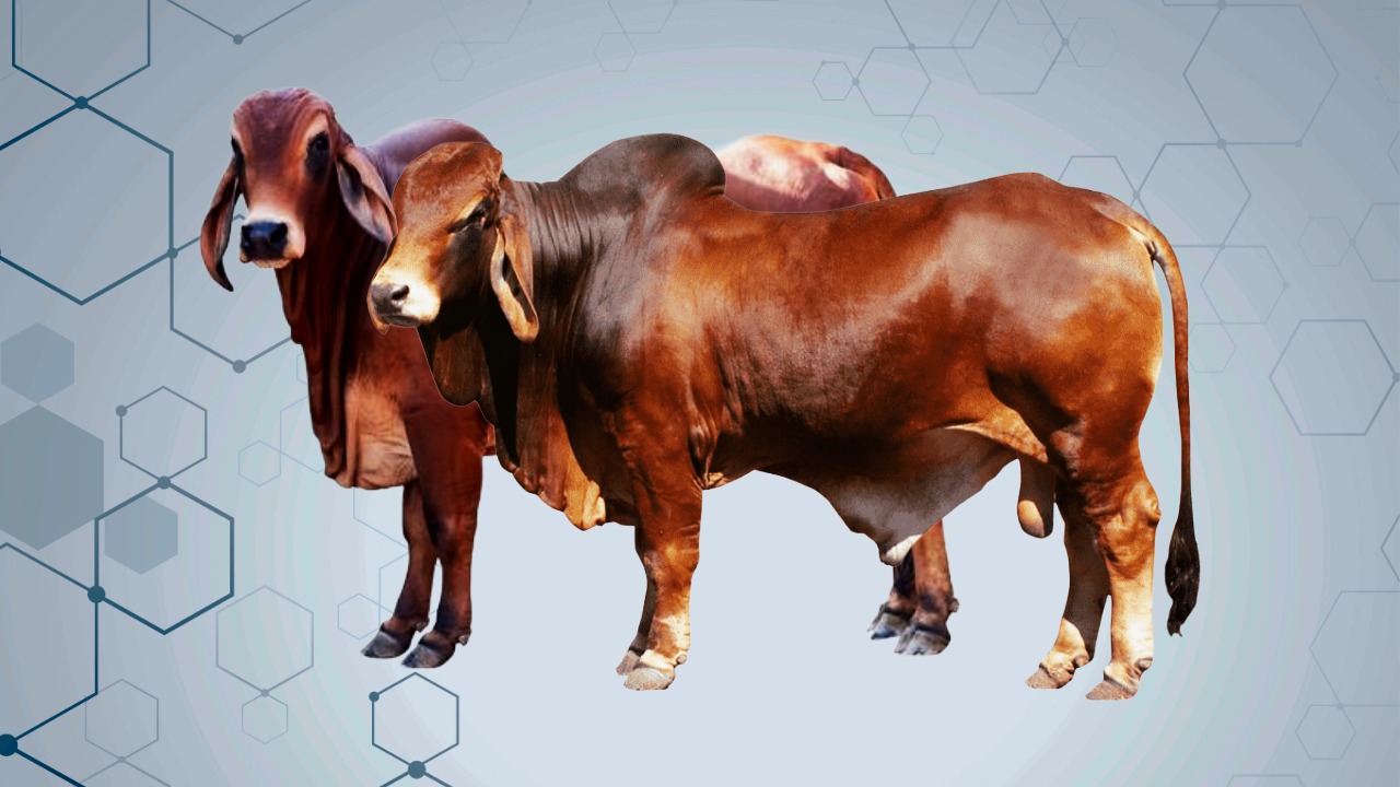 কম খরচে গরু মোটাতাজাকরণ.jpeg