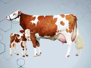 গাভী পালন ও ডেইরি ফার্ম ম্যানেজমেন্ট.jpeg