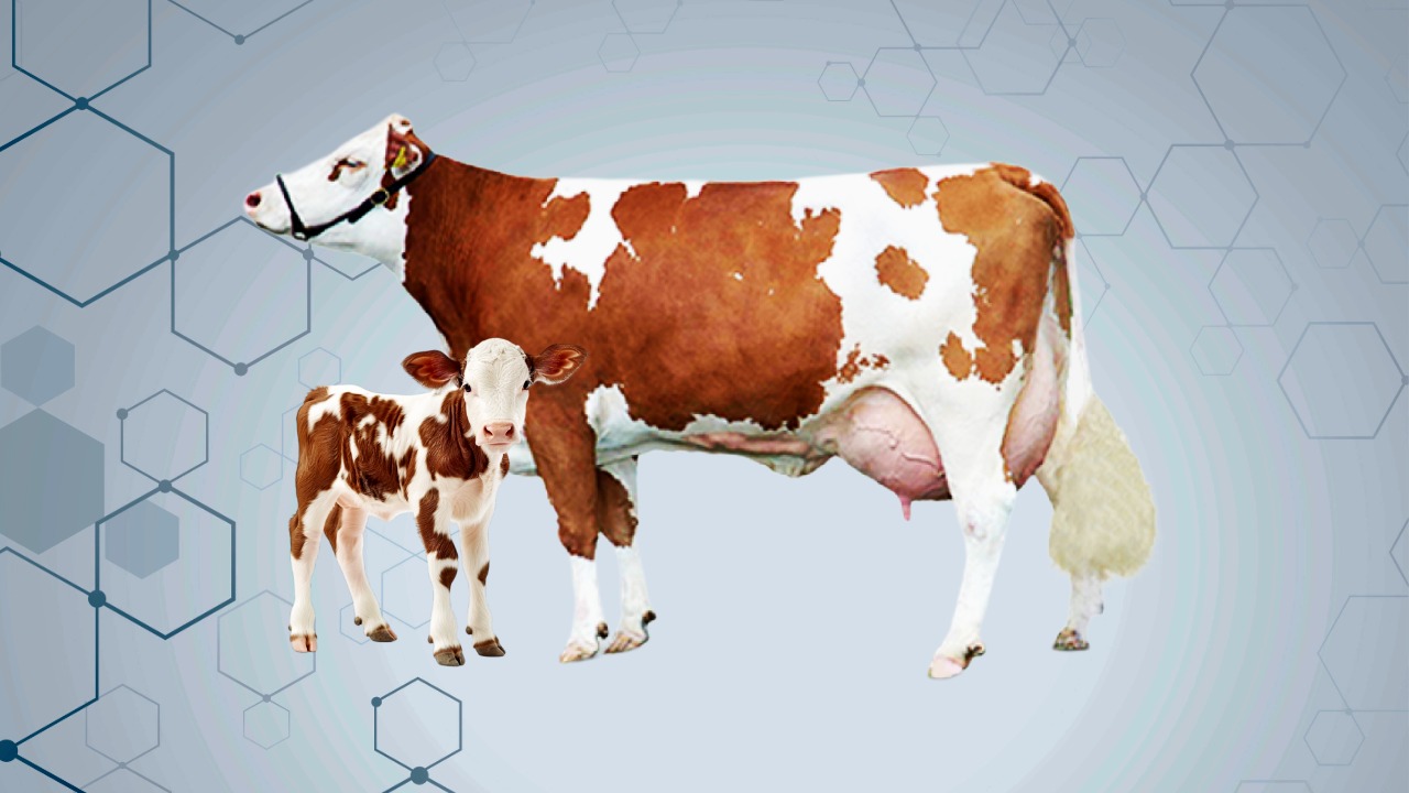 গাভী পালন ও ডেইরি ফার্ম ম্যানেজমেন্ট.jpeg