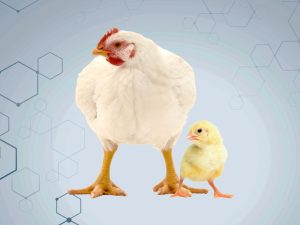 ব্রয়লার মুরগি পালন ও ফার্ম ম্যানেজমেন্ট.jpeg