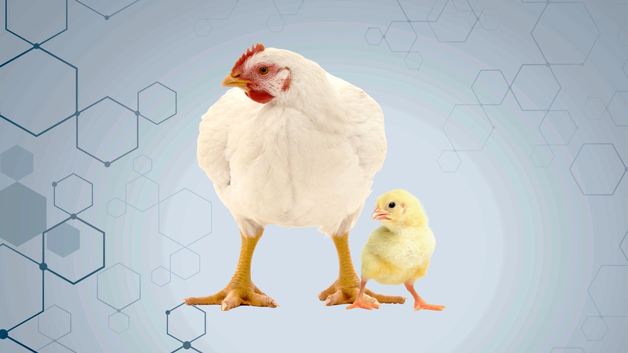 ব্রয়লার মুরগি পালন ও ফার্ম ম্যানেজমেন্ট.jpeg