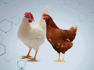 লেয়ার মুরগি পালন ও ফার্ম ম্যানেজমেন্ট.jpeg