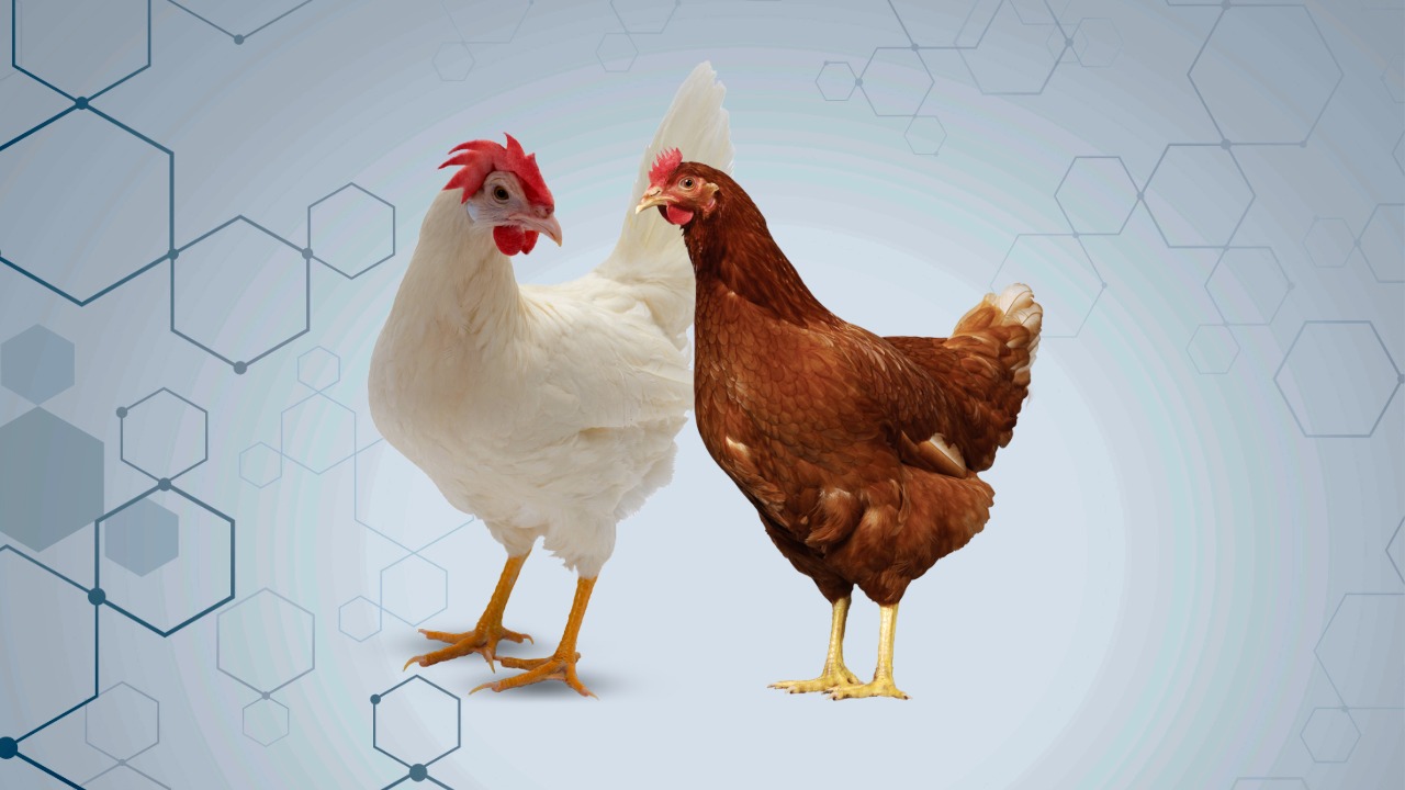 লেয়ার মুরগি পালন ও ফার্ম ম্যানেজমেন্ট.jpeg